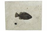 Fossil Fish (Cockerellites) - Wyoming #233891-1